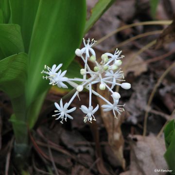 Speirantha convallarioides - Maiglöckchen-Speirantha