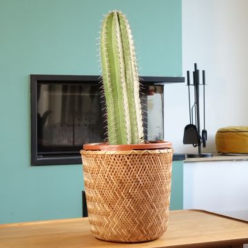 Kaktus - Stenocereus griseus