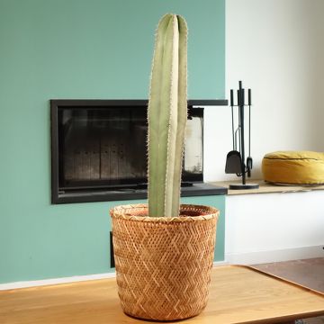 Kaktus - Stenocereus marginatus