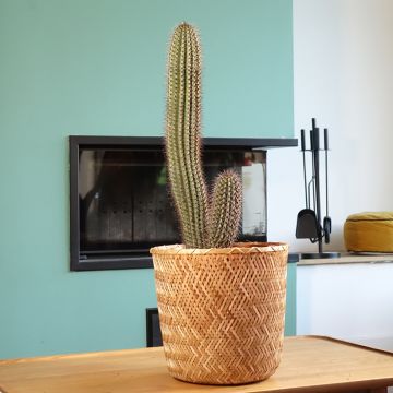 Stenocereus thurberi - Orgelpfeifenkaktus