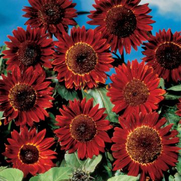 Sonnenblume Sunflower ruby sunset (Samen) - Helianthus