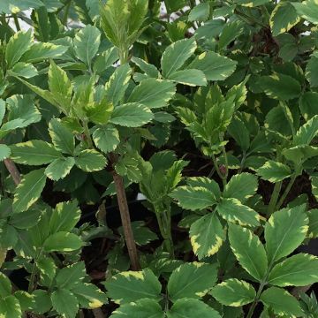 Schwarzer Holunder Golden Spark - Sambucus nigra
