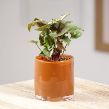 Purpurtute - Syngonium Maria Allusion