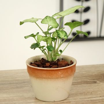 Purpurtute - Syngonium Snow White - Patte d'oie