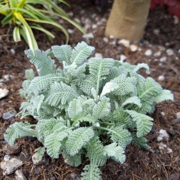 Tanacetum haradjanii Little Frosty - Silberblatt-Margerite