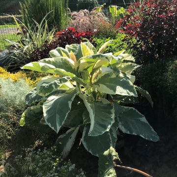 Nicotiana tomentosa Variegata - Blütentabak