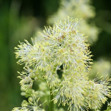 Thalictrum sphaerostachyum - Wiesenraute