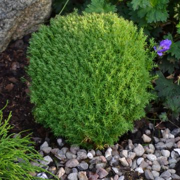 Thuja occidentalis Teddy - Thuya du Canada                       