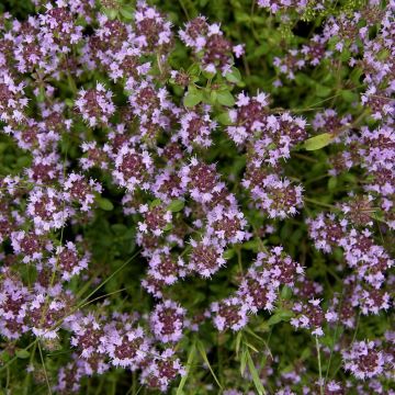 Breitblättriger Thymian Splendens - Thymus pulegioides