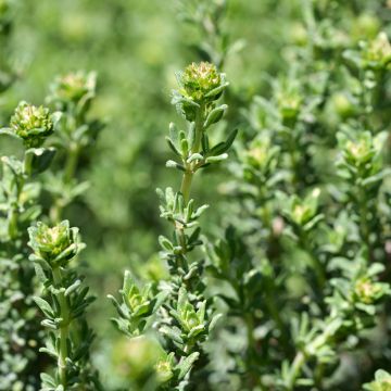 Rosenduftthymian rose - Thymus fragrantissimus