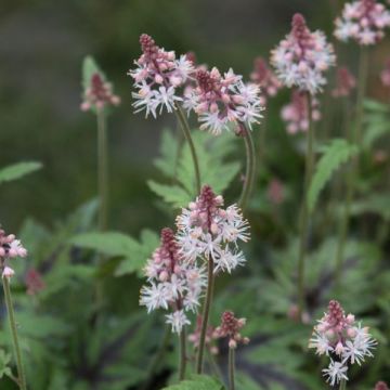 Tiarella Sugar and Spice - Schaumblüte