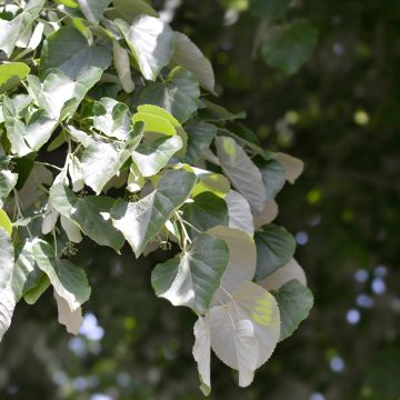 Silber-Linde - Tilia tomentosa
