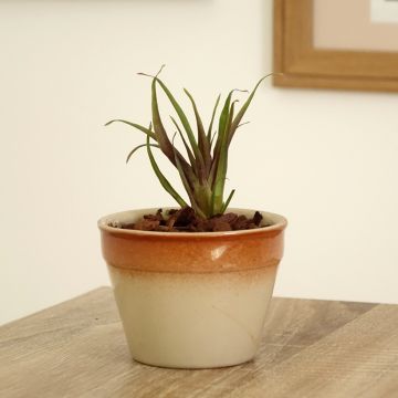 Tillandsia Andreas - Luftpflanze