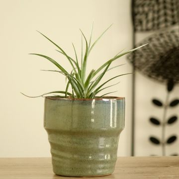 Tillandsia Mizuki - Luftpflanze