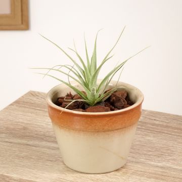 Tillandsia Samantha - Luftpflanze