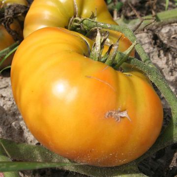 Tomate Giraffe Bio
