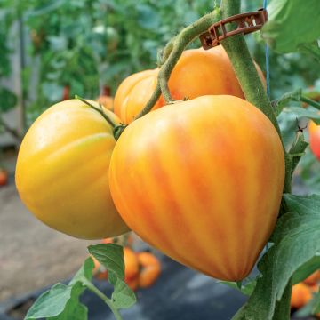 Tomate Gourmansun F1 (Pflanzen)