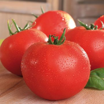 Tomate Maestria Bio (Pflanzen)