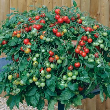 Kirschtomate Red Profusion F1