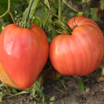 Tomate Rose De Berne Bio