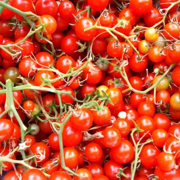 Kirschtomate Sweet Million