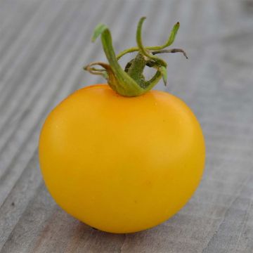 Tomate Yellow Perfection Bio