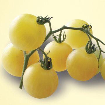 Tomate Mirabelle Blanche