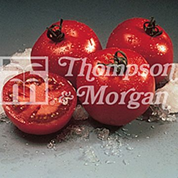 Tomate Cristal