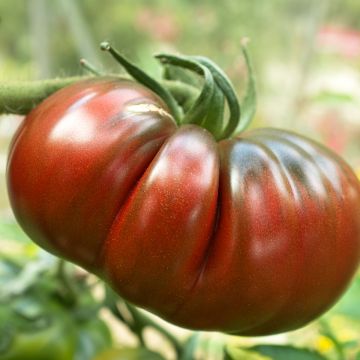 Tomate Russe rouge en plants