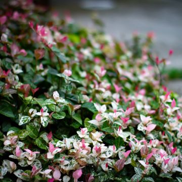 Gelber Sternjasmin Tricolor - Trachelospermum