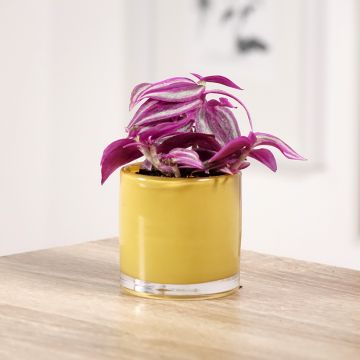 Zebrakraut - Tradescantia zebrina Pink Paradise