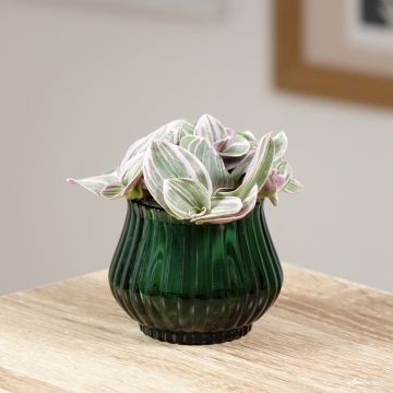 Dreimasterblumen - Tradescantia cerinthoides Sweetness