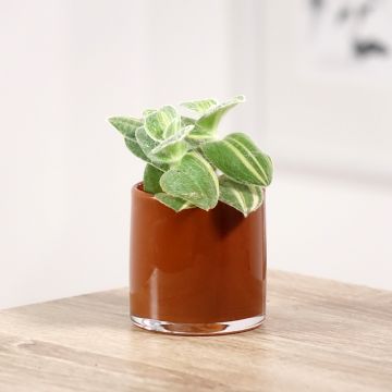 Dreimasterblumen - Tradescantia sillamontana Variegata