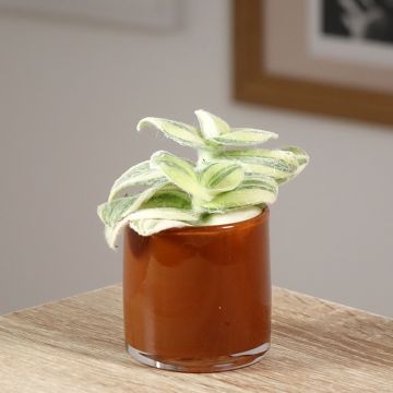 Dreimasterblumen - Tradescantia Brightness