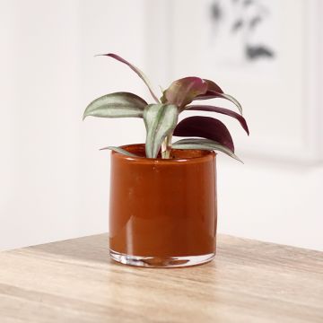 Zebrakraut - Tradescantia zebrina Pink Joy