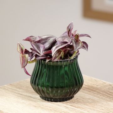 Zebrakraut - Tradescantia zebrina Purple Joy