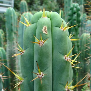 Trichocereus cuzcoensis - Kaktus