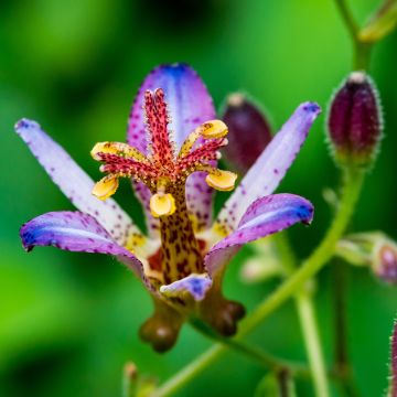 Tricyrtis Taipei Silk - Krötenlilie
