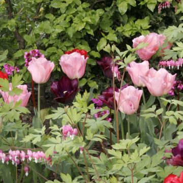 Triumph-Tulpe Beauty Queen