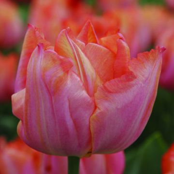 Triumph-Tulpe Jochem