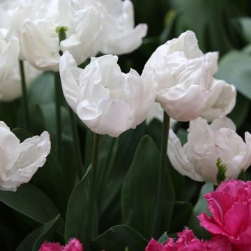 Triumph-Tulpe Rejoyce