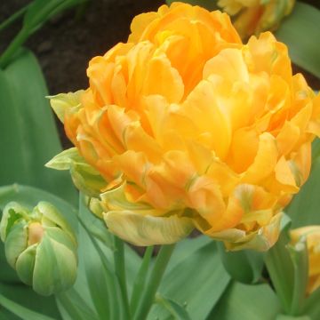 Frühe Gefüllte Tulpe Orca