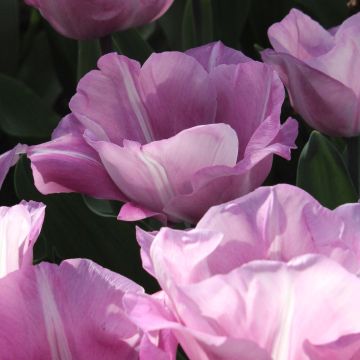 Triumph-Tulpe Carré