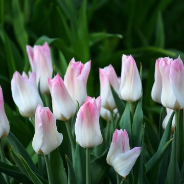 Triumph-Tulpe Kyoko Takahashi