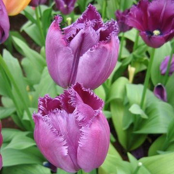 Gefranste Tulpe Curly Sue