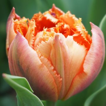 Gefranste Gefüllte Tulpe Royal Centennial
