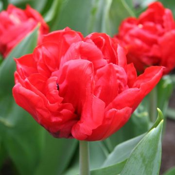 Frühe Gefüllte Tulpe Elisabeth