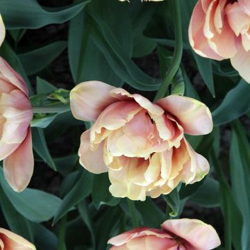 Frühe Gefüllte Tulpe La Belle Epoque