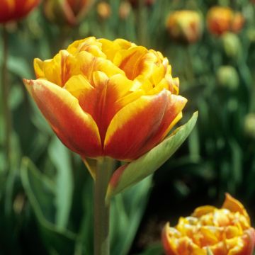Späte Gefüllte Tulpe Bonanza