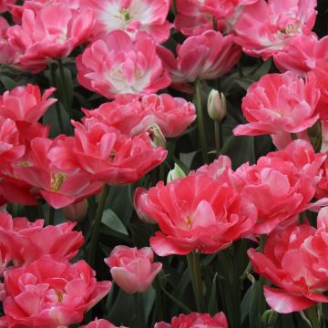Späte Gefüllte Tulpe Princess Angélique